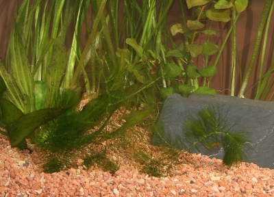 Bonalit rot als Bodengrund im Aquarium